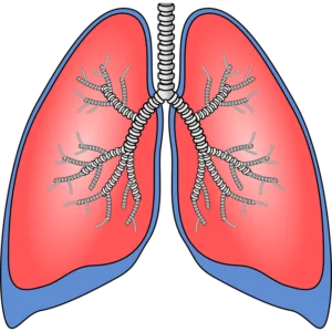 pulmones